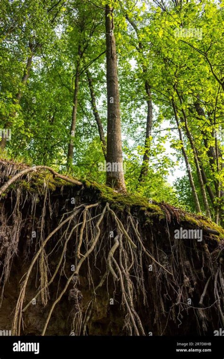 Bellingham Mother Origin: Unraveling The Roots Of A Unique Heritage
