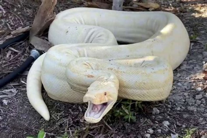 Discovering The Allure Of The White Boa Snake