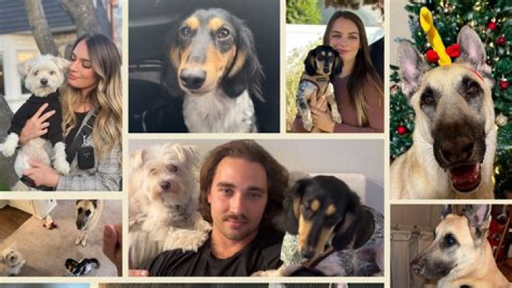 Nikki Cats Surat Death: A Heartbreaking Loss In The Pet Community